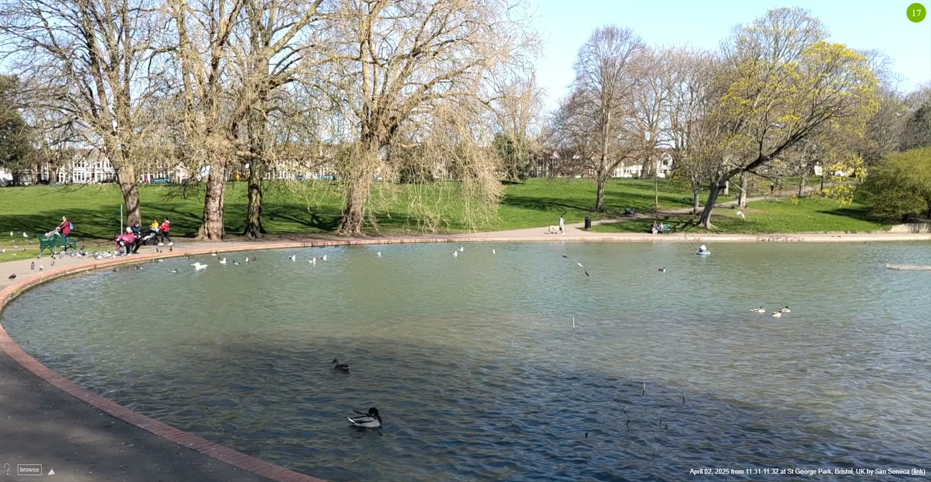 My local duck pond in the sunshine
